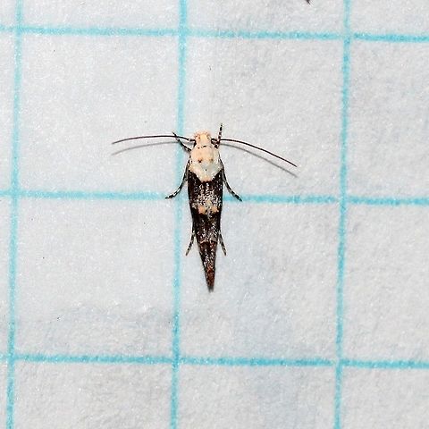 Mompha murtfeldtella Members of the genus Mompha are leaf, floral, and fruit miners specializing in plants from the Evening Primrose Family (Onagraceae) and the Loosestrife Family (Lythraceae). Mompha murtfeldtella feeds on Oenothera spp.
http://www.microleps.org/Guide/Momphidae/index.html Gelechioidea,Geotagged,Lepidoptera,Mompha murtfeldtella,Momphidae,Momphinae,Summer,Twirler Moths,United States,insect,micro-moth,micromoth,moth,moth week 2019