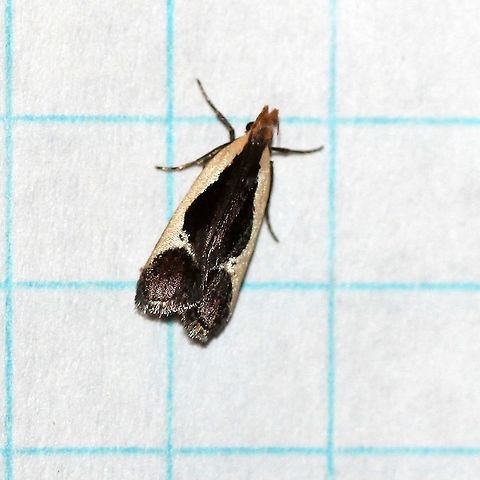 Dichomeris flavocostella  Cream-edged dichomeris moth,Dichomeridinae,Dichomeris flavocostella,Gelechiidae,Gelechioidea,Geotagged,Lepidoptera,Summer,Twirler Moths,United States,insect,moth,moth week 2019