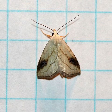 Rivula propinqualis  Erebidae,Geotagged,Lepidoptera,Noctuoidea,Owlet Moths,Rivula propinqualis,Rivulinae,Spotted Grass Moth,Summer,United States,insect,moth,moth week 2019