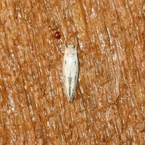 Mompha brevivittella The larvae of this species feed on the developing seeds of Evening Primrose (Oenothera spp.). "Insect Herbivores Drive Real-Time Ecological and Evolutionary Change in Plant Populations" http://hs.umt.edu/dbs/labs/maron/documents/publications/Science-2012-Agrawal-113-6.pdf Gelechioidea,Geotagged,Lepidoptera,Mompha brevivittella,Momphid Moths,Momphidae,Momphinae,Summer,Twirler Moths,United States,insect,micro-moth,moth