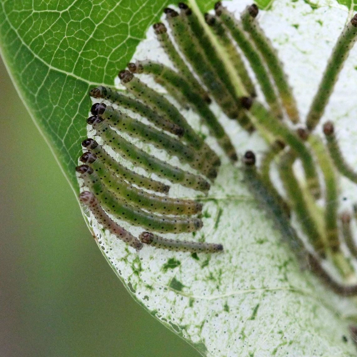 Saucrobotys futilalis larvae Group of Saucrobotys futilalis larvae feeding on Clasping Dogbane (Apocynum sibiricum).  Apocynum,Crambid Snout Moths,Crambidae,Dogbane Saucrobotys,Dogbane saucrobotys moth,Geotagged,Lepidoptera,Pyraloidea,Pyraustinae,Saucrobotys futilalis,Saucrobotys futilalis larvae,Summer,United States,caterpillar,caterpillars feeding,dogbane,insect,moth,moth week 2019