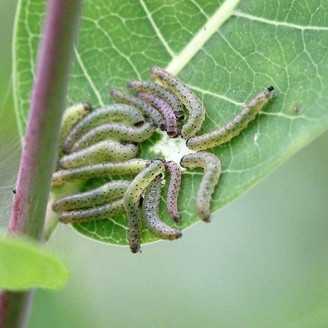 Saucrobotys futilalis larvae Group of Saucrobotys futilalis larvae feeding on Clasping Dogbane (Apocynum sibiricum). Apocynum,Crambid Snout Moths,Crambidae,Dogbane Saucrobotys,Dogbane saucrobotys moth,Geotagged,Lepidoptera,Pyraloidea,Pyraustinae,Saucrobotys futilalis,Saucrobotys futilalis larvae,Summer,United States,caterpillar,caterpillars feeding,dogbane,insect,moth,moth week 2019