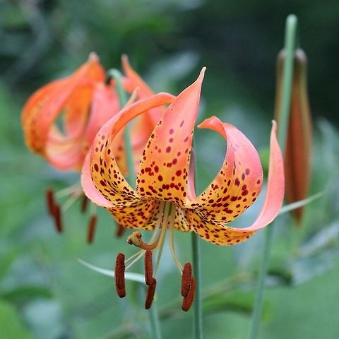 Lilium michiganense In mesic sandy soil in an old sand borrow pit. Started from a handful of seeds tossed in here many years ago. Leaves are in whorls. Geotagged,Liliaceae,Lilium,Lilium michiganense,Michigan Lily,Summer,United States,Western Orange-cup Lily,Western Red Lily,angiosperms,flower,monocot