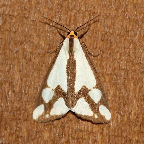 Haploa confusa (Confused Haploa Moth) Although the larvae are said to feed on  Hound's Tongue (Cynoglossum officinale) this species does not grow here and so they must be eating other plants. Arctiinae,Arctiini,Callimorphina,Confused Haploa,Confused Haploa Moth,Erebidae,Geotagged,Haploa confusa,Lepidoptera,Noctuoidea,Summer,United States,insect,moth,moth week 2019