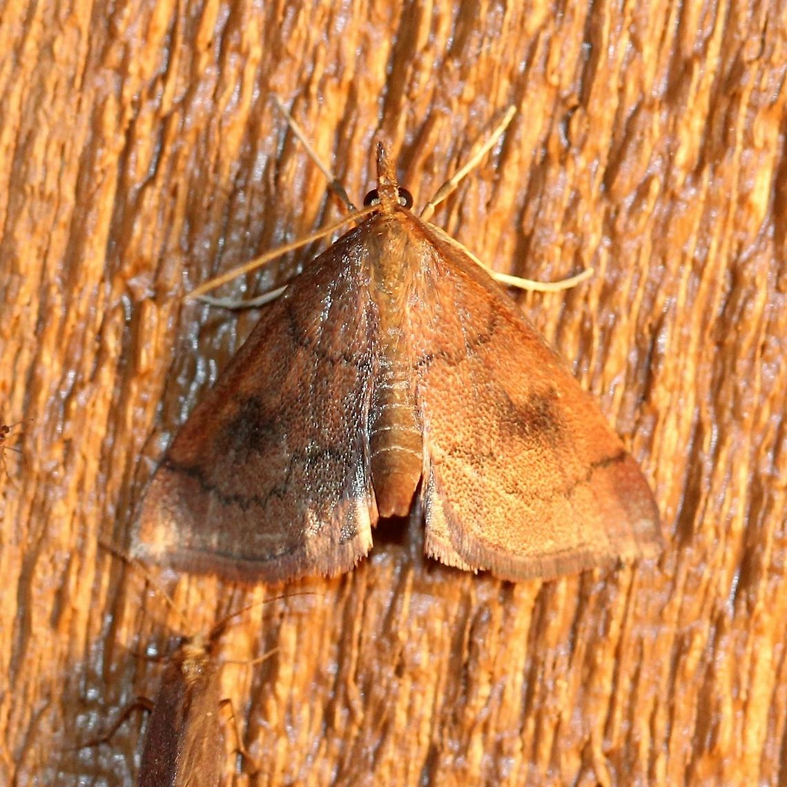 Fumibotys fumalis Young larvae feed on leaves of Mint (Mentha spp.) later moving to the roots and rhizomes. Crambid Snout Moths,Crambidae,Fumibotys fumalis,Geotagged,Lepidoptera,Mentha,Mint root borer moth,Pyraloidea,Pyraustinae,Snout Moths,Summer,United States,insect,mint,moth,moth week 2019