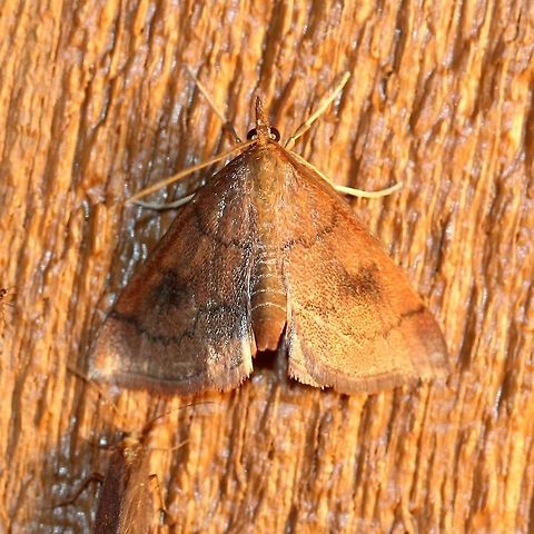 Fumibotys fumalis Young larvae feed on leaves of Mint (Mentha spp.) later moving to the roots and rhizomes. Crambid Snout Moths,Crambidae,Fumibotys fumalis,Geotagged,Lepidoptera,Mentha,Mint root borer moth,Pyraloidea,Pyraustinae,Snout Moths,Summer,United States,insect,mint,moth,moth week 2019