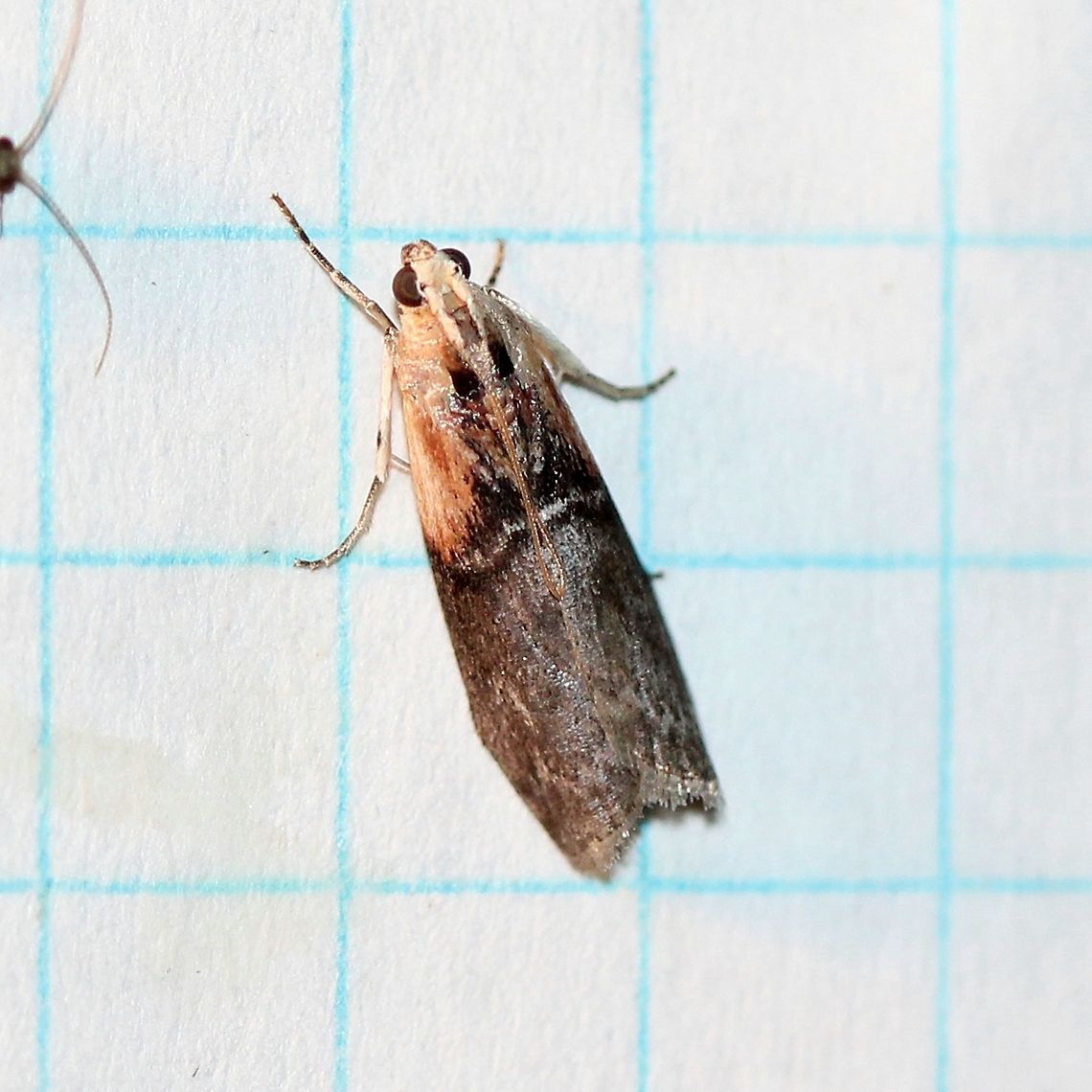 Sciota basilaris  Geotagged,Lepidoptera,Phycitinae,Phycitini,Pyralid Moths,Pyralid and Crambid Snout Moths,Pyralidae,Pyraloidea,Sciota basilaris,Summer,United States,Yellow-shouldered Leafroller,insect,moth,moth week 2019