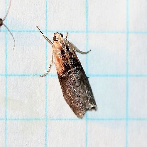 Sciota basilaris  Geotagged,Lepidoptera,Phycitinae,Phycitini,Pyralid Moths,Pyralid and Crambid Snout Moths,Pyralidae,Pyraloidea,Sciota basilaris,Summer,United States,Yellow-shouldered Leafroller,insect,moth,moth week 2019
