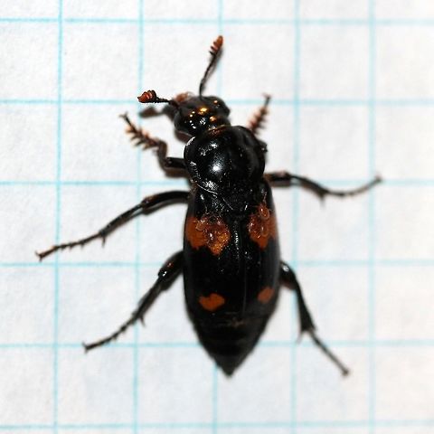 Nicrophorus orbicollis Nicrophorus orbicollis with several phoretic mites hitching a ride. Coleoptera,Geotagged,Nicrophorus orbicollis,Staphylinoidea,Summer,United States,beetle,carrion beetle,insect,sexton beetle