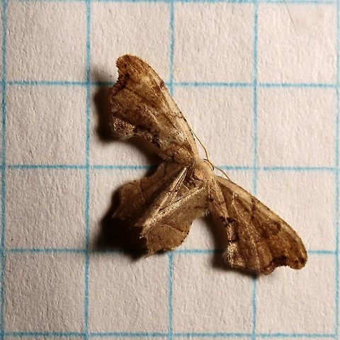 Calledapteryx dryopterata (Brown Scoopwing) This is the third season in a row that I have seen this moth here. The next nearest reported location based on MPG and BAMONA is in the area near Madison, Wisconsin about 300 miles to the southeast. The larval hosts are said to be Blackhaw and Possumhaw (Viburnum prunifolium and Viburnum nudum) but these do not grow here. Instead, Nannyberry (Viburnum lentago) does and presumably the larvae of Calledapteryx dryopterata feed on it. A few days ago I did an adult Calledapteryx dryopterata resting on a Viburnum lentago bush. I guess it may have been looking for a place to lay eggs. Brown Scoopwing,Calledapteryx dryopterata,Epipleminae,Geometroidea,Geotagged,Lepidoptera,Scoopwing Moths,Summer,United States,Uraniidae,Viburnum lentago,Viburnum nudum,Viburnum prunifolium,insect,moth,moth week 2019