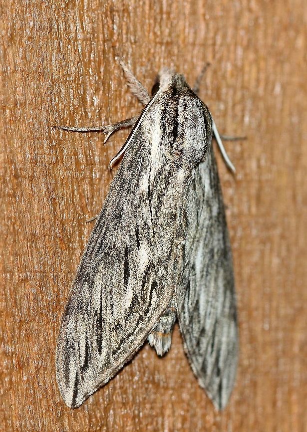 Sphinx canadensis (Canadian Sphinx) Larval host is said to be Black Ash (Fraxinus nigra). Bombycoidea,Canadian Sphinx,Canadian sphinx,Fraxinus nigra,Geotagged,Lepidoptera,Sphingidae,Sphinginae,Sphingini,Sphinx Moths,Sphinx canadensis,Summer,United States,insect,moth,moth week 2019,sphinx