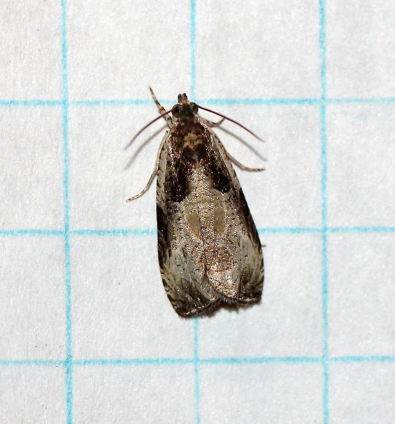 Olethreutes connectum (Bunchberry Leaffolder Moth) Larval host plants are species of Dogwood (Cornus spp.). Bunchberry Leaffolder Moth,Cornus,Geotagged,Lepidoptera,Olethreutes connectum,Olethreutina,Olethreutini,Summer,Tortricid Moths,Tortricidae,Tortricoidea,United States,insect,moth,moth week 2019