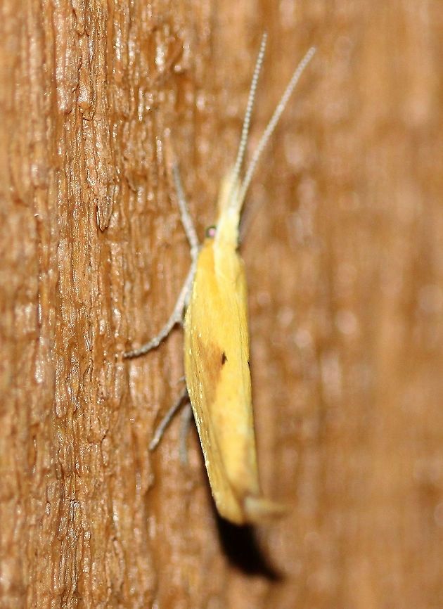 Ypsolopha canariella  Canary Ypsolopha,Canary ypsolopha moth,Ermine Moths,Geotagged,Lepidoptera,Summer,United States,Yponomeutoidea,Ypsolopha canariella,Ypsolophidae,insect,moth,moth week 2019,yellow moth