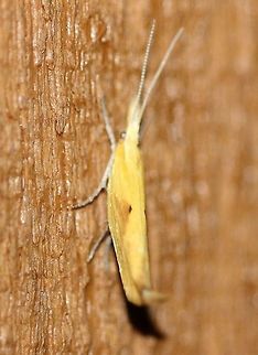 Ypsolopha canariella  Canary Ypsolopha,Canary ypsolopha moth,Ermine Moths,Geotagged,Lepidoptera,Summer,United States,Yponomeutoidea,Ypsolopha canariella,Ypsolophidae,insect,moth,moth week 2019,yellow moth