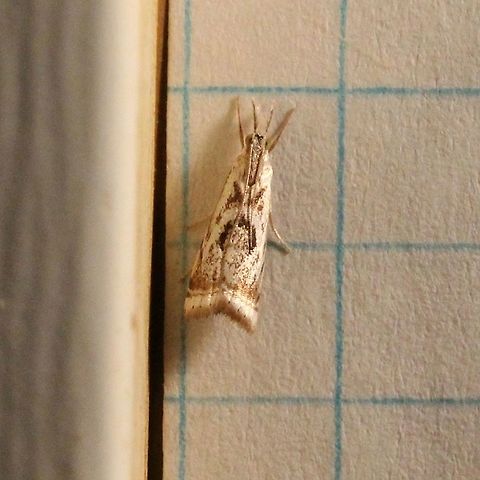 Microcrambus elegans (Elegant Grass-veneer)  Crambid Snout Moths,Crambidae,Crambinae,Crambini,Elegant Grass-Veneer Moth,Elegant grass-veneer moth,Geotagged,Grass-Veneers,Lepidoptera,Microcrambus elegans,Pyralid Moths,Pyraloidea,Summer,United States,insect,moth,moth week 2019