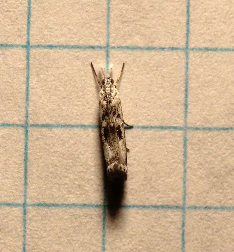 Microcrambus minor I am changing the id to Microcrambus minor. Grid lines are 6 mm.<br />
<br />
<a href="https://bugguide.net/node/view/166723" rel="nofollow">https://bugguide.net/node/view/166723</a><br />
<a href="https://bugguide.net/node/view/959450" rel="nofollow">https://bugguide.net/node/view/959450</a> Crambid Snout Moths,Crambidae,Crambinae,Crambini,Elegant grass-veneer moth,Geotagged,Grass-Veneers,Lepidoptera,Microcrambus elegans,Microcrambus minor,Pyralid Moths,Pyraloidea,Summer,United States,insect,moth,moth week 2019