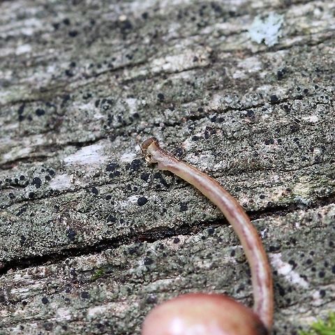 Eupithecia sp. Found on Baneberry (Actaea rubra) fruit although it did not appear to be eating any part of the plant. The caterpillar may have fallen from a nearby tree or bush. A view of the head of the one shown in
https://www.jungledragon.com/image/82244/a_geometrid_caterpillar.html
 Actaea rubra,Eupithecia,Geometridae,Geotagged,Lepidoptera,Summer,United States,caterpillar,inchworm,insect,moth,moth larva,moth week 2019