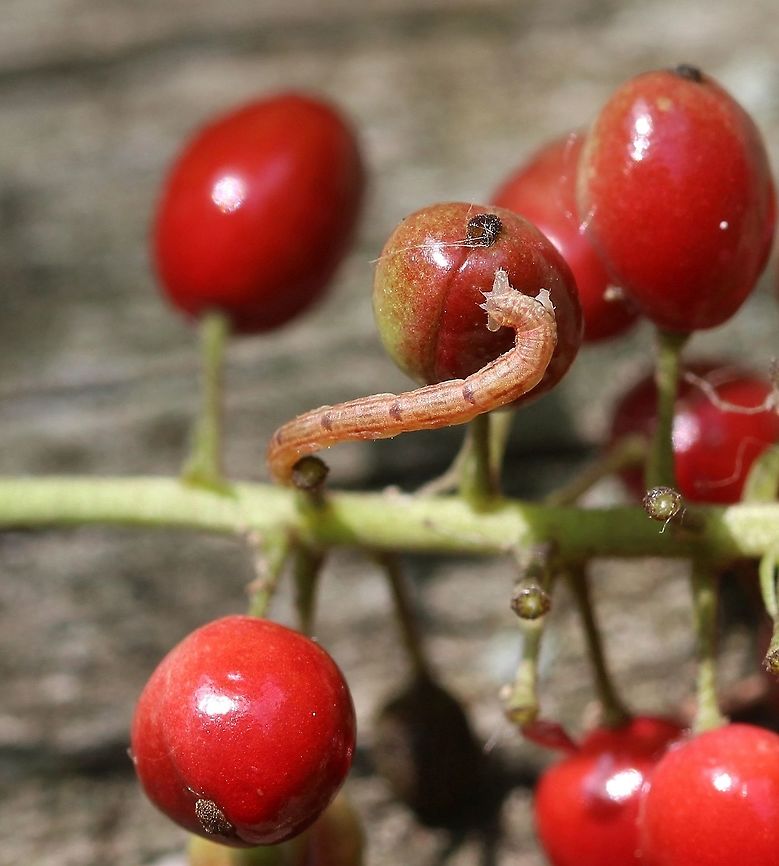 Eupithecia sp. Found on Baneberry (Actaea rubra) fruit although it did not appear to be eating any part of the plant. The caterpillar may have fallen from a nearby tree or bush. Actaea rubra,Eupithecia,Geometridae,Geotagged,Lepidoptera,Summer,United States,caterpillar,inchworm,insect,moth,moth larva,moth week 2019
