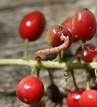 Eupithecia sp. Found on Baneberry (Actaea rubra) fruit although it did not appear to be eating any part of the plant. The caterpillar may have fallen from a nearby tree or bush. Actaea rubra,Eupithecia,Geometridae,Geotagged,Lepidoptera,Summer,United States,caterpillar,inchworm,insect,moth,moth larva,moth week 2019