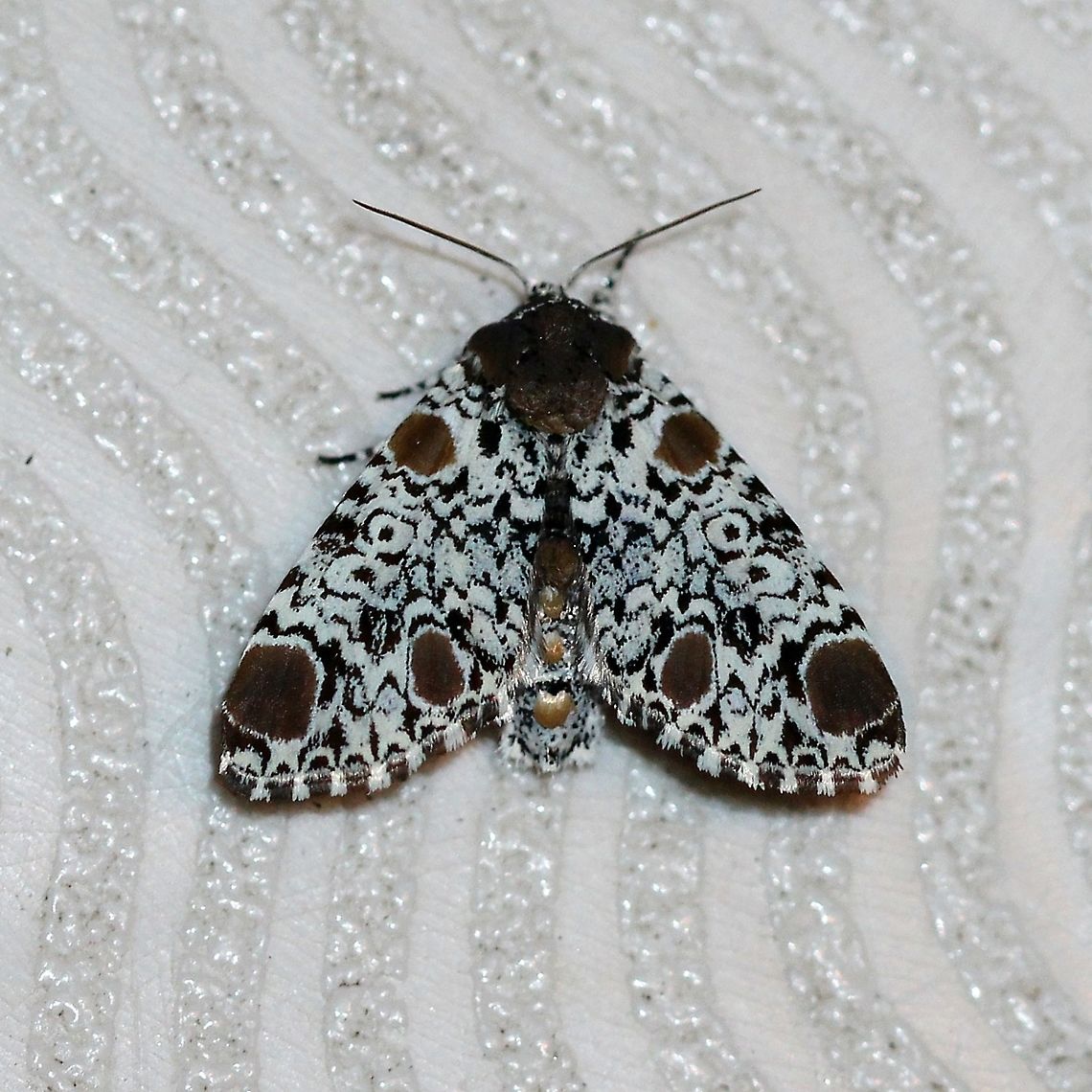 Harrisimemna trisignata  Geotagged,Harrisimemna trisignata,Harriss three spot,Lepidoptera,Noctuidae,Summer,United States,insect,moth,moth week 2019