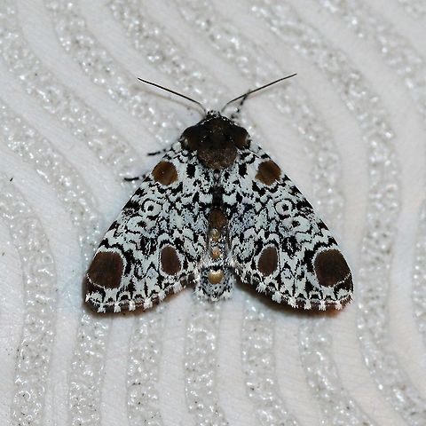 Harrisimemna trisignata  Geotagged,Harrisimemna trisignata,Harriss three spot,Lepidoptera,Noctuidae,Summer,United States,insect,moth,moth week 2019