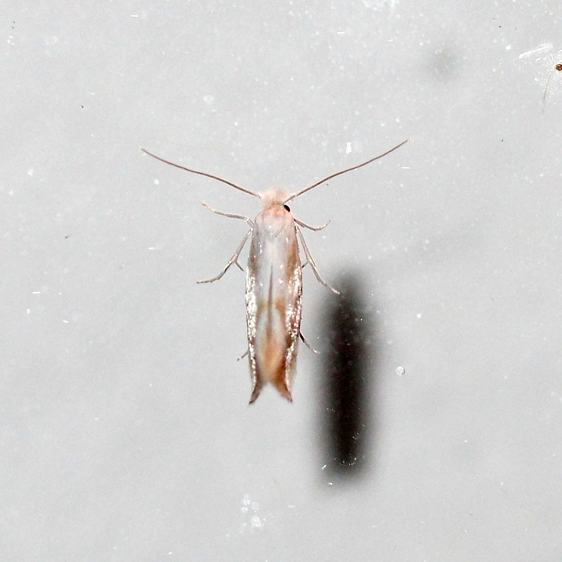Bucculatrix or Phyllonorycter, a micro-moth About 4 to 5 mm or so long. If it had landed on the grid paper I&#039;d have a better measurement. Possibly some kind of Bucculatrix or Phyllonorycter. Bucculatrix,Geotagged,Lepidoptera,Summer,United States,insect,micro-moth,micromoth,moth,moth week 2019