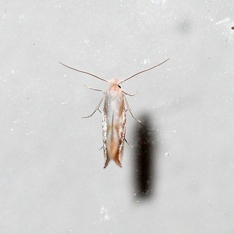 Bucculatrix or Phyllonorycter, a micro-moth About 4 to 5 mm or so long. If it had landed on the grid paper I'd have a better measurement. Possibly some kind of Bucculatrix or Phyllonorycter. Bucculatrix,Geotagged,Lepidoptera,Summer,United States,insect,micro-moth,micromoth,moth,moth week 2019