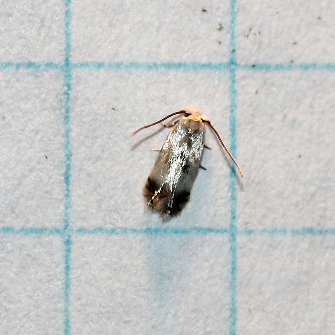 Pseudopostega? Grid lines 6 mm.<br />
<br />
Looks a bit like this one at BG:<br />
<a href="https://bugguide.net/node/view/1031264/bgimage" rel="nofollow">https://bugguide.net/node/view/1031264/bgimage</a> Geotagged,Lepidoptera,Pseudopostega,Summer,United States,insect,micro-moth,micromoth,moth,moth week 2019