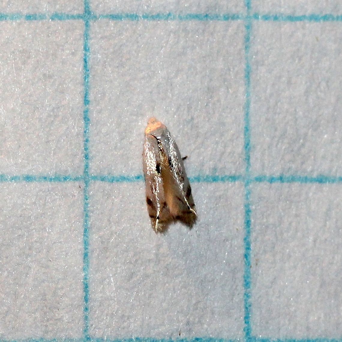 Tiny moth Grid lines 6 mm. Geotagged,Lepidoptera,Summer,United States,insect,micro-moth,micromoth,moth,moth week 2019