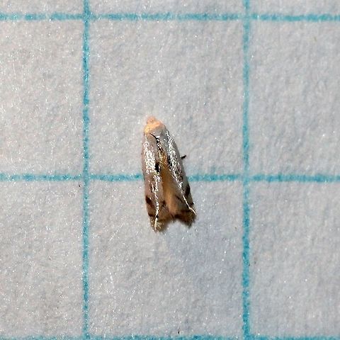 Tiny moth Grid lines 6 mm. Geotagged,Lepidoptera,Summer,United States,insect,micro-moth,micromoth,moth,moth week 2019