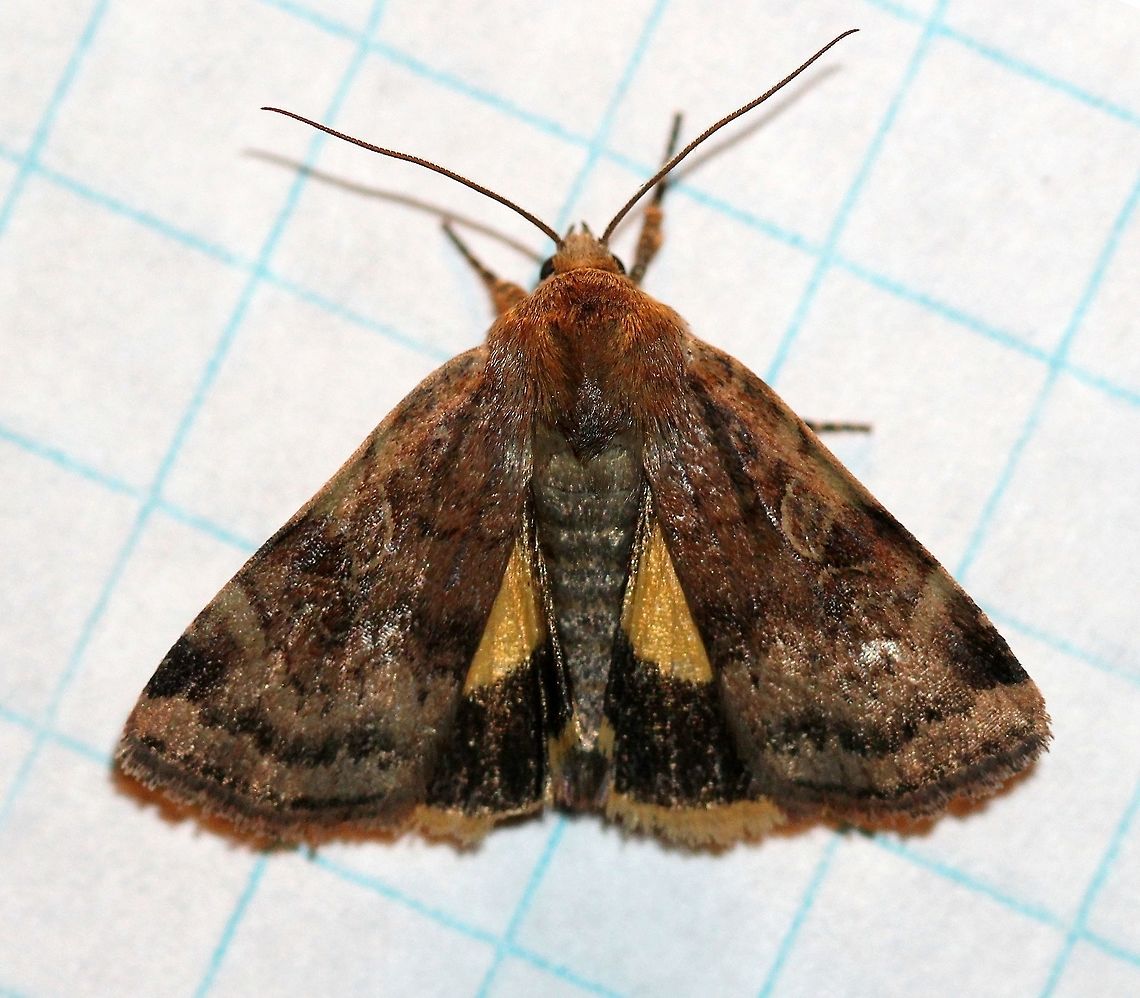 Cryptocala acadiensis  Catocaline Dart,Cryptocala acadiensis,Dart Moth,Geotagged,Lepidoptera,Noctuidae,Owlet Moth,Summer,United States,insect,moth,moth week 2019