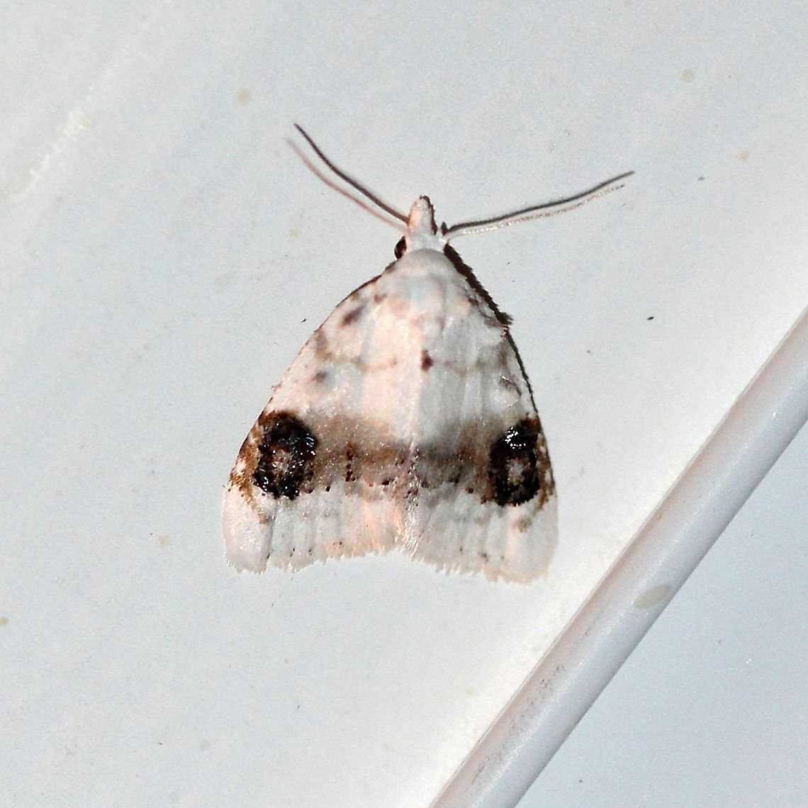 Nola cilicoides  Blurry-patched nola moth,Geotagged,Lepidoptera,Noctuoidea,Nola cilicoides,Nolid Moths,Nolidae,Owlet Moths,Summer,United States,insect,moth,moth week 2019