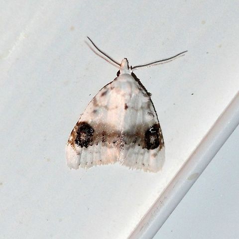 Nola cilicoides  Blurry-patched nola moth,Geotagged,Lepidoptera,Noctuoidea,Nola cilicoides,Nolid Moths,Nolidae,Owlet Moths,Summer,United States,insect,moth,moth week 2019