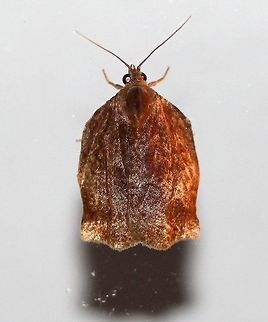 Archips purpurana  Archipini,Archips purpuranus,Geotagged,Lepidoptera,Omnivorous leafroller moth,Summer,Tortricid Moths,Tortricidae,Tortricinae,Tortricoidea,United States,insect,moth,moth week 2019