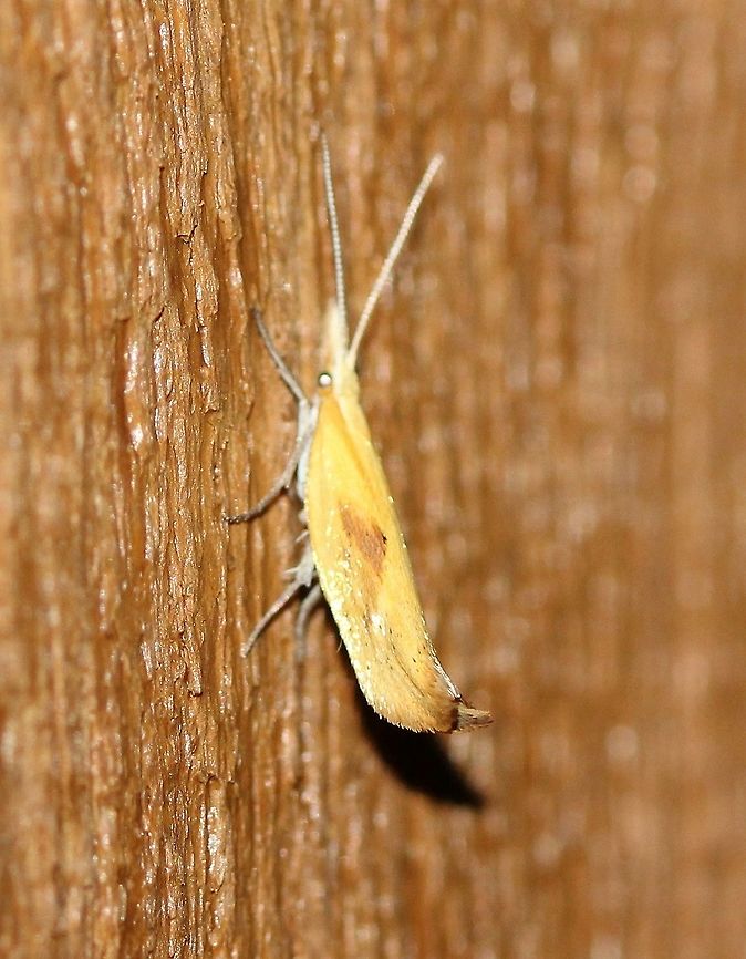 Ypsolopha canariella Third time in three years I have seen this species here. Once in 2017 and now twice in 2019. Each time there was only one individual. Larval food plants (willow, honeysuckle) are abundant here so I would expect more. Canary ypsolopha moth,Ermine Moths,Geotagged,Lepidoptera,Summer,United States,Yponomeutoidea,Ypsolopha canariella,Ypsolophidae,insect,moth,moth week 2019