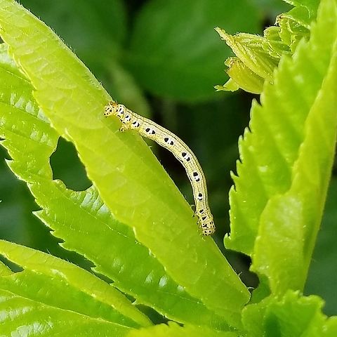 Cingilia catenaria larva Cingilia catenaria larva on Rubus setosus in a restored fen. Thousands of individuals were seen in the fen feeding on Bog Birch (Betula pumila), Meadow Willow (Salix petiolaris), Small Cranberry (Vaccinium oxycoccos) Sedge (Carex spp.), and Short-tailed Rush (Juncus brevicaudatus). Betula pumila,Carex,Chain-dotted geometer,Cingilia catenaria,Geotagged,Juncus brevicaudatus,Salix petiolaris,Summer,United States,Vaccinium oxycoccos,caterpillar,fen,moth larva,wetland