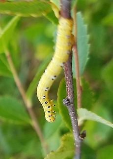 Cingilia catenaria larva Cingilia catenaria larva on Bog Birch (Betula pumila) in a restored fen. Thousands of individuals were seen in the fen feeding on Blackberry (Rubus setosus), Bog Birch (Betula pumila), Meadow Willow (Salix petiolaris), Small Cranberry (Vaccinium oxycoccos) Sedge (Carex spp.), and Short-tailed Rush (Juncus brevicaudatus). Betula pumila,Carex,Chain-dotted geometer,Cingilia catenaria,Geotagged,Juncus brevicaudatus,Salix petiolaris,Summer,United States,Vaccinium oxycoccos,bog birch,caterpillar,fen,moth larva,wetland
