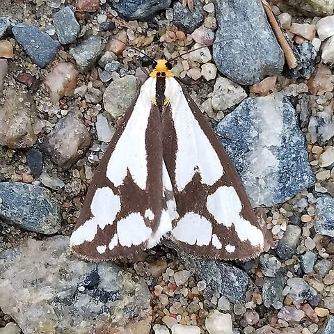 Haplopa confusa Haplopa confusa on the edge of a trail in a restored fen. Several more adult moths were seen flying in the fen later in the day. Arctiinae,Arctiini,Callimorphina,Confused Haploa,Confused Haploa Moth,Confused haploa,Erebidae,Geotagged,Haploa confusa,Lepidoptera,Noctuoidea,Summer,United States,fen,insect,moth,wetland