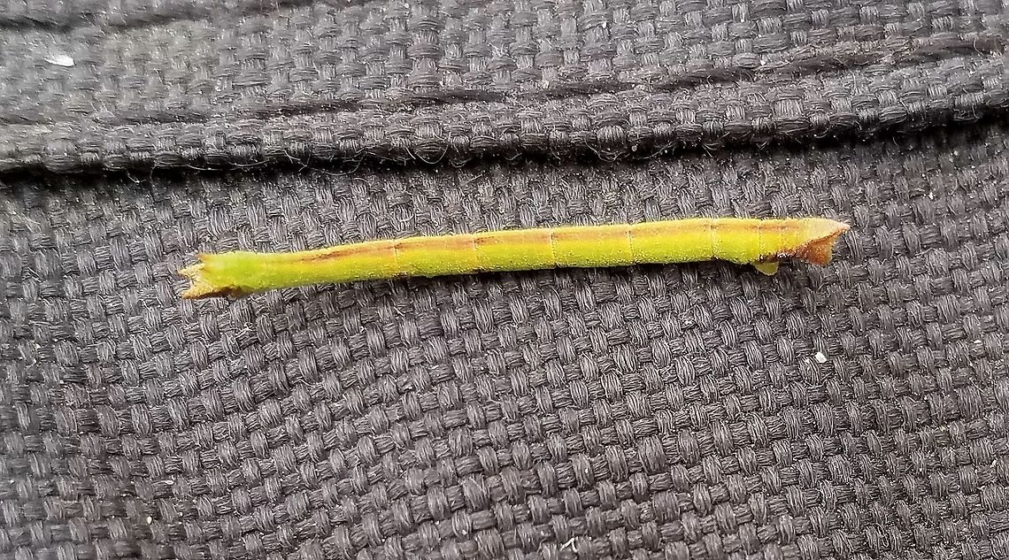 Unknown Geometrid larva Unknown Geometrid larva found feeding on Bog Birch (Betula pumila) with Cingilia catenaria larva in a restored fen. The head is on the left and looks like it has small horns. Betula pumila,Cingilia catenaria,Geotagged,Lepidoptera,Summer,United States,bog birch,fen,geometrid,geometrid larva,geometridae,insect,moth,wetland