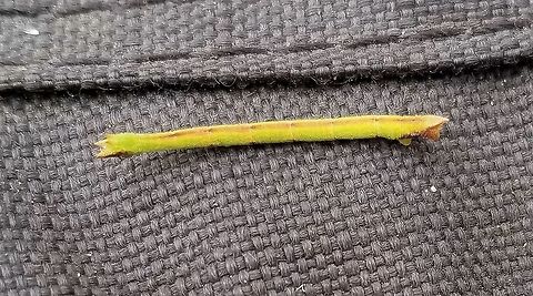 Unknown Geometrid larva Unknown Geometrid larva found feeding on Bog Birch (Betula pumila) with Cingilia catenaria larva in a restored fen. The head is on the left and looks like it has small horns. Betula pumila,Cingilia catenaria,Geotagged,Lepidoptera,Summer,United States,bog birch,fen,geometrid,geometrid larva,geometridae,insect,moth,wetland