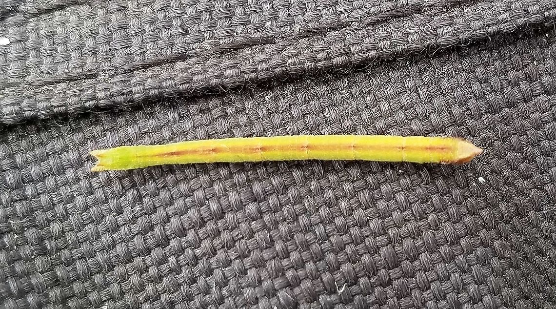 Unknown Geometrid larva Unknown Geometrid larva found feeding on Bog Birch (Betula pumila) with Cingilia catenaria larva in a restored fen. The head is on the left and looks like it has small horns. Betula pumila,Cingilia catenaria,Geotagged,Lepidoptera,Summer,United States,Wetlands,bog birch,fen,geometrid,geometrid larva,geometridae,insect,moth