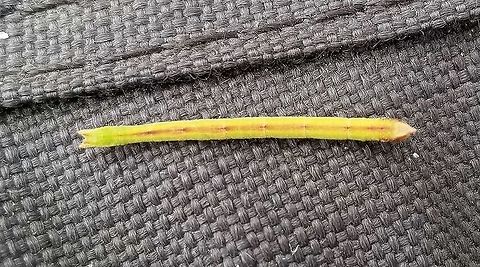 Unknown Geometrid larva Unknown Geometrid larva found feeding on Bog Birch (Betula pumila) with Cingilia catenaria larva in a restored fen. The head is on the left and looks like it has small horns. Betula pumila,Cingilia catenaria,Geotagged,Lepidoptera,Summer,United States,Wetlands,bog birch,fen,geometrid,geometrid larva,geometridae,insect,moth