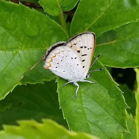 Lycaena epixanthe (Bog Copper) Lycaena epixanthe (Bog Copper) on a Blackberry (Rubus setosus) leaf in a restored fen. Larvae of Bog Coppers are specialist feeders on cranberry such as Small Cranberry (Vaccinium oxycoccos) of which there is some in the fen but more in the less disturbed tamarack swamps on adjacent parcels. Bog copper,Geotagged,Lepidoptera,Lycaena epixanthe,Lycaenidae,Lycaeninae,Summer,United States,blues,bog copper,butterfly,coppers,fen,insect,wetland