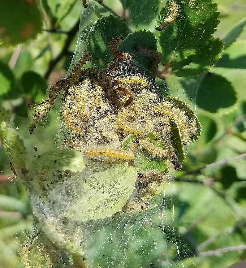 Hyphantria cunea Hyphantria cunea (Fall Webworm) early instars feeding on Bog Birch (Betula pumila) in a restored fen. Arctiinae,Arctiini,Betula pumila,Erebidae,Fall webworm,Geotagged,Hyphantria cunea,Lepidoptera,Noctuoidea,Spilosomina,Summer,Tiger Moths,United States,bog birch,caterpillar,fall webworm,fen,moth,moth larvae,wetland