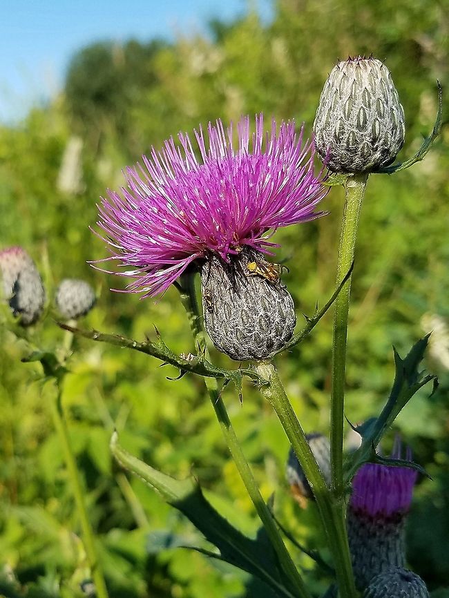 Cirsium muticum (Swamp Thistle) Cob-web hairs and thornless bracts of the flower heads help to distinguish this species from Cirsium vulgare and Cirsium arvense. In a low spot at the head of a trail through a restored fen. Also present in the fen. Angiosperms,Asteraceae,Cirsium muticum,Geotagged,Summer,Swamp thistle,United States,fen,flower,wetland