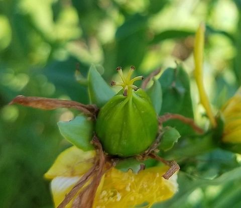 Hypericum ascyron In a grassy area in a restored fen. Detail of fruiting capsule and stigma remnants (normally five stigmas but this one has six). Geotagged,Great St. Johnswort,Hypericum ascyron,Summer,United States