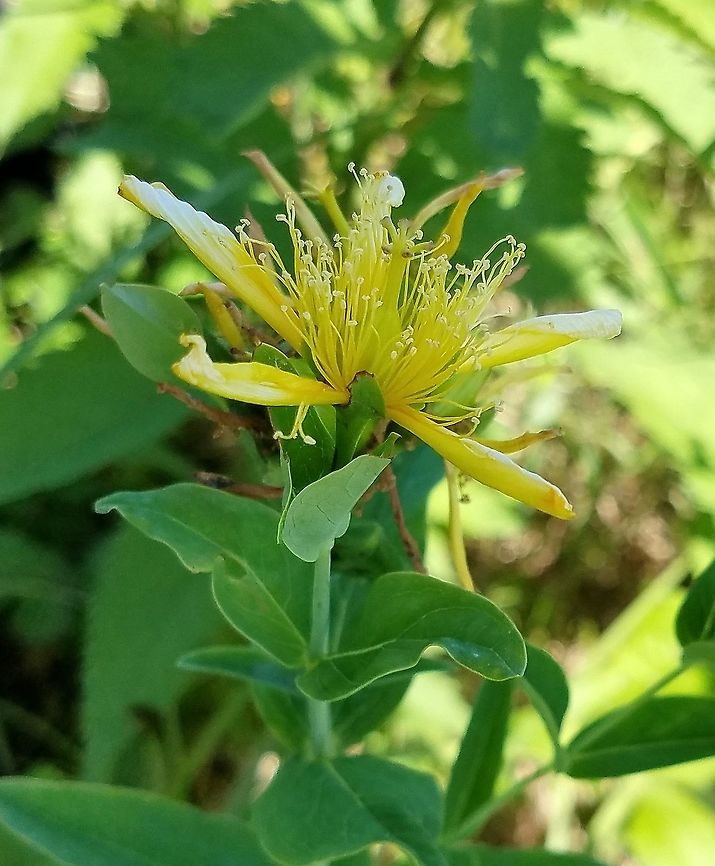 Hypericum ascyron (Great St. Johnswort) In a grassy area in a restored fen. Geotagged,Great St. Johnswort,Hypericaceae,Hypericum ascyron,Summer,United States,angiosperm,fen,flower,plant,wetland