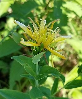 Hypericum ascyron (Great St. Johnswort) In a grassy area in a restored fen. Geotagged,Great St. Johnswort,Hypericaceae,Hypericum ascyron,Summer,United States,angiosperm,fen,flower,plant,wetland