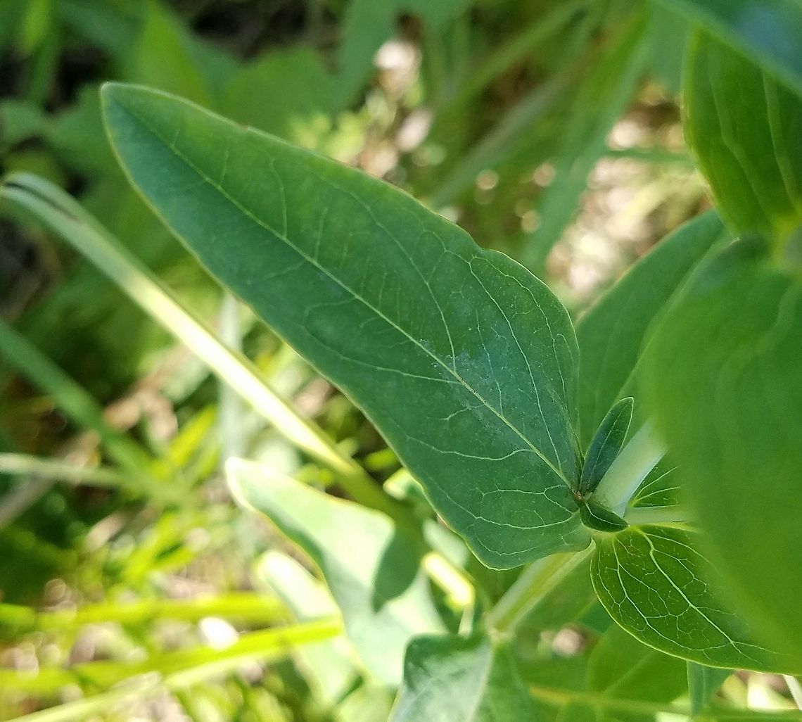 Hypericum ascyron In a grassy area in a restored fen. Detail of leaf and leaf arrangement (opposite) and stem (round, smooth). Geotagged,Great St. Johnswort,Hypericum ascyron,Summer,United States