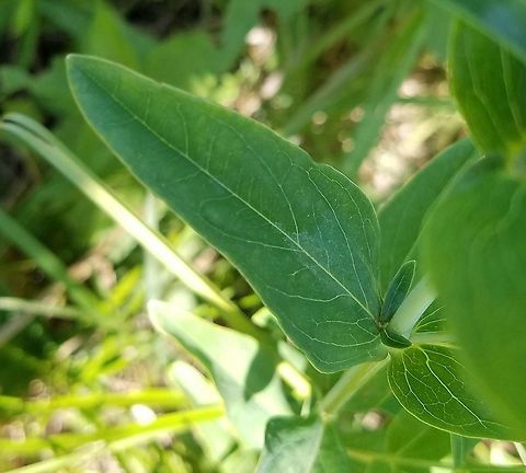 Hypericum ascyron In a grassy area in a restored fen. Detail of leaf and leaf arrangement (opposite) and stem (round, smooth). Geotagged,Great St. Johnswort,Hypericum ascyron,Summer,United States